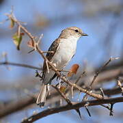 Marico Flycatcher