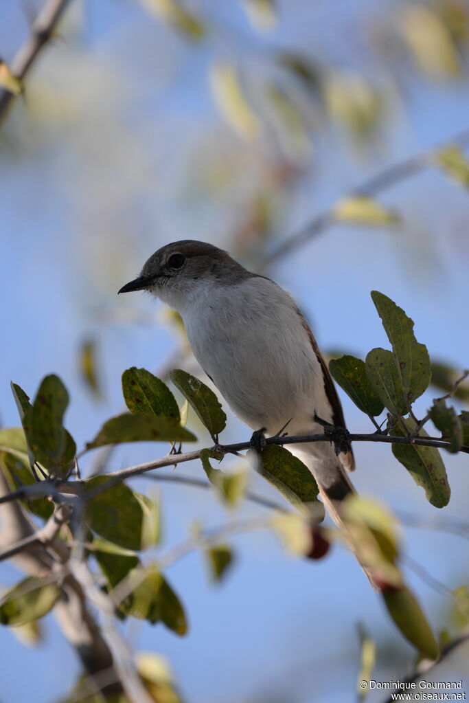 Marico Flycatcher