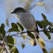 Marico Flycatcher