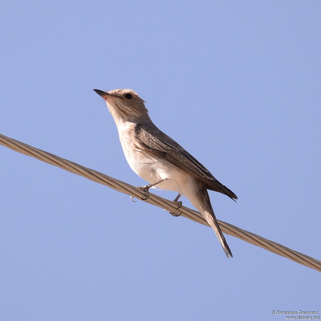 Spotted Flycatcher