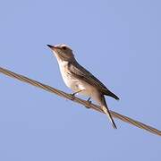 Spotted Flycatcher