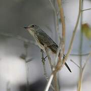 Spotted Flycatcher