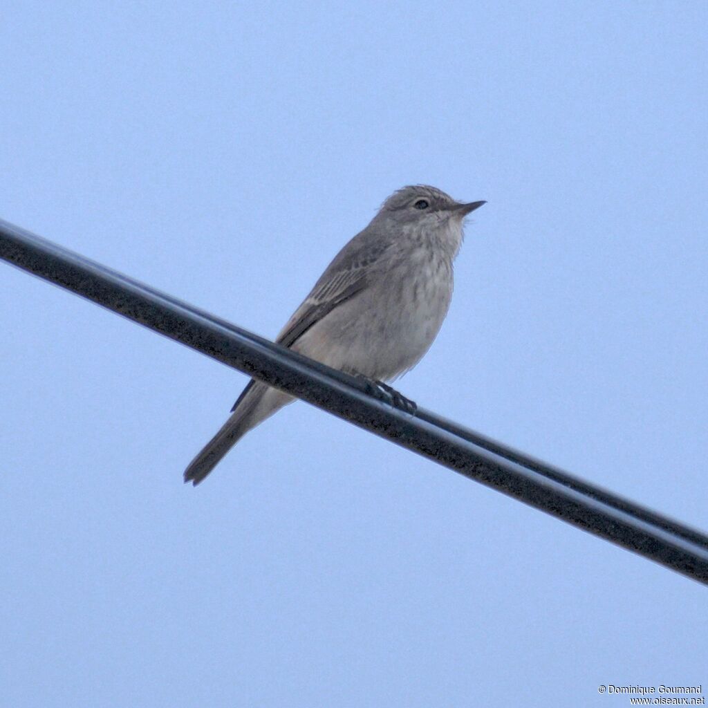 Spotted Flycatcher