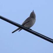 Spotted Flycatcher