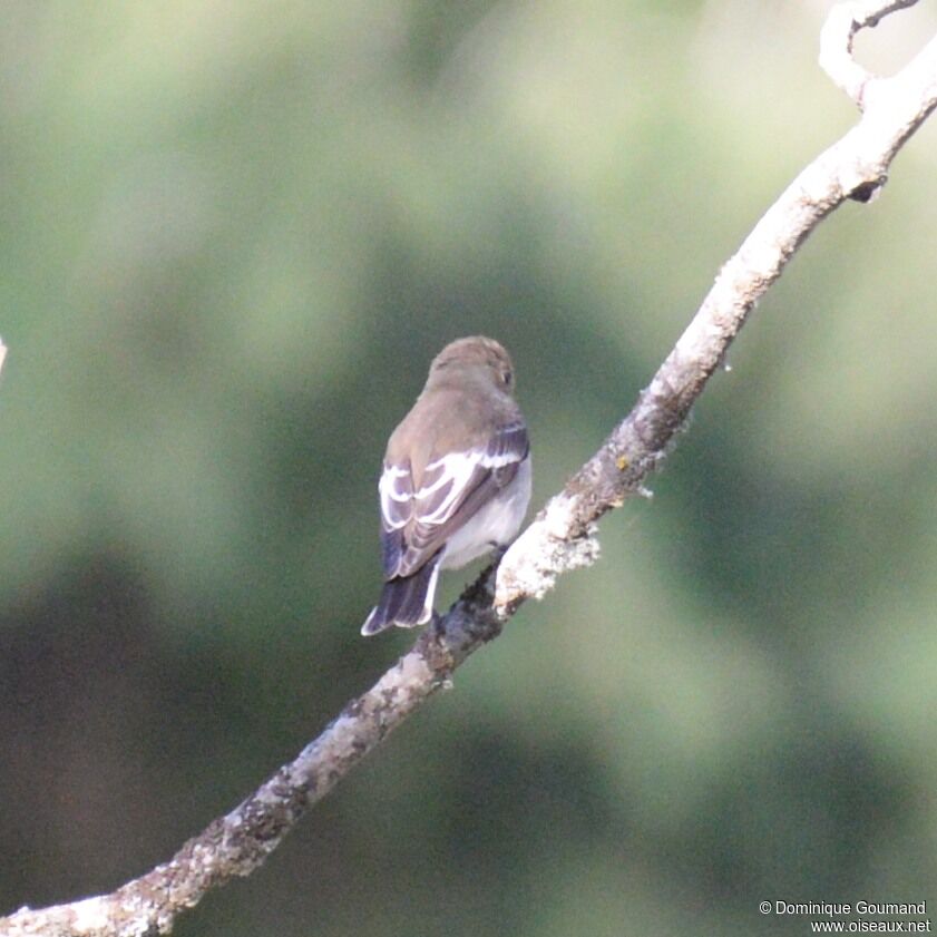 European Pied Flycatcher