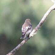 European Pied Flycatcher