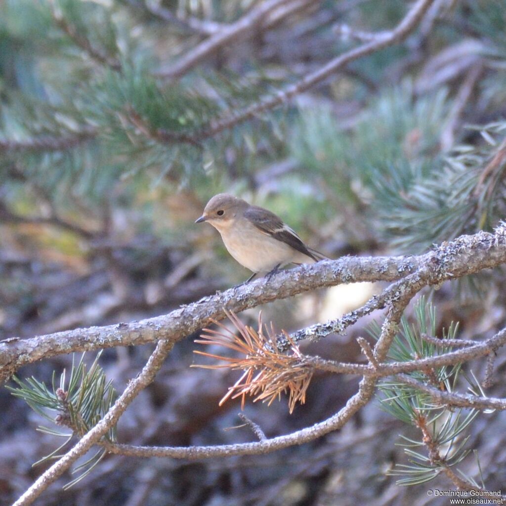 European Pied Flycatcher