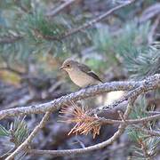 European Pied Flycatcher