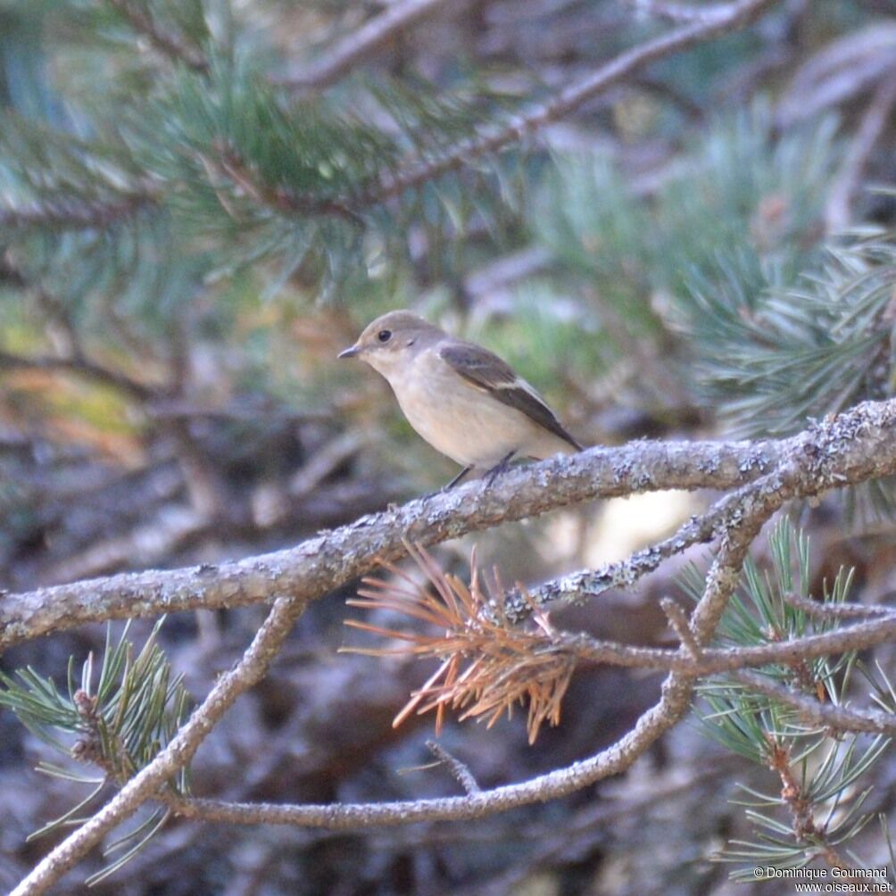 European Pied Flycatcher