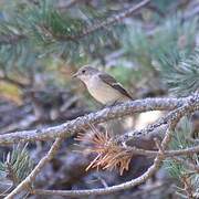 European Pied Flycatcher