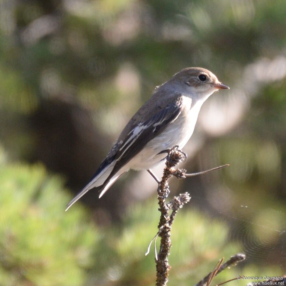 European Pied Flycatcher female adult