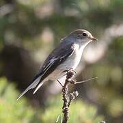 European Pied Flycatcher