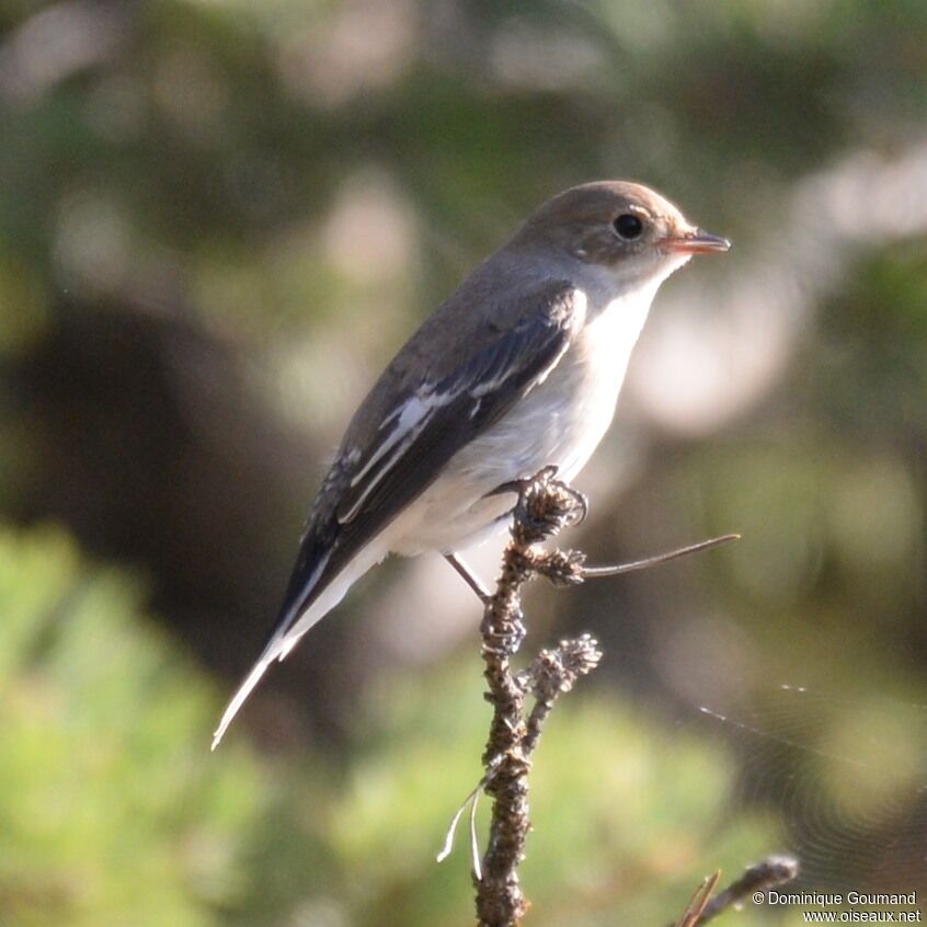 European Pied Flycatcher female adult