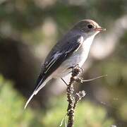 European Pied Flycatcher