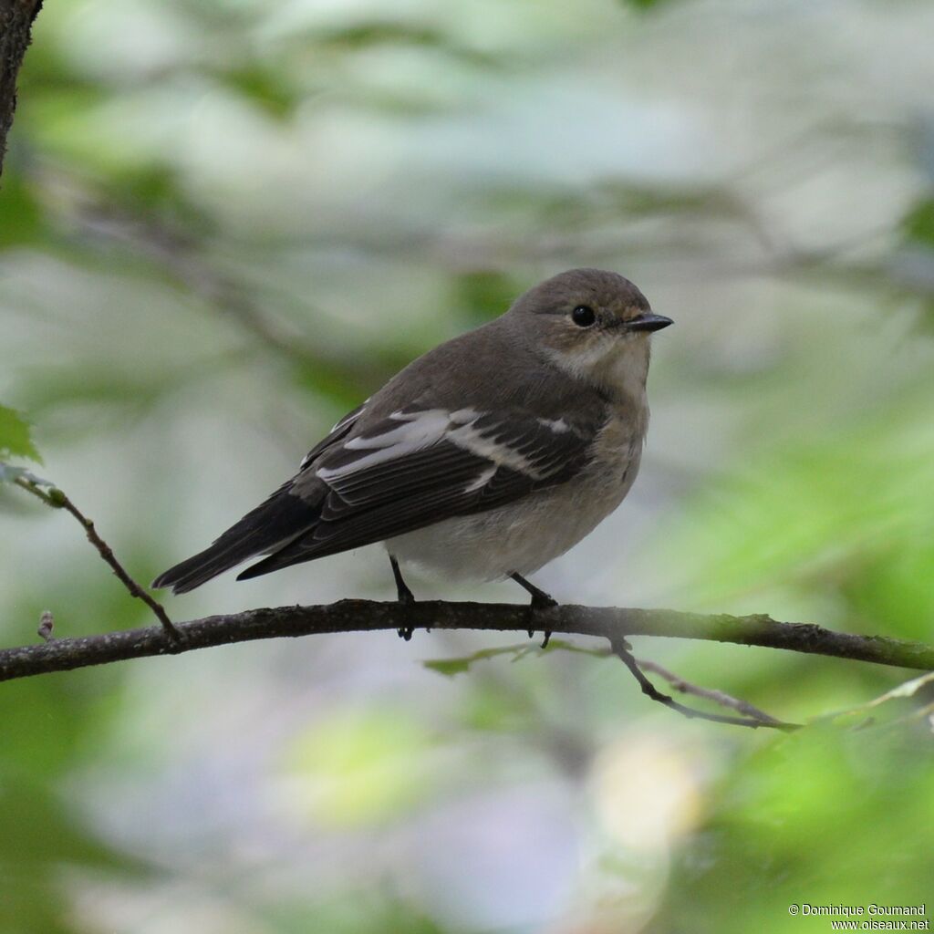 European Pied Flycatcher female adult