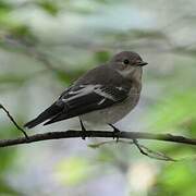 European Pied Flycatcher