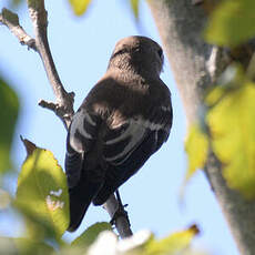 Gobemouche noir