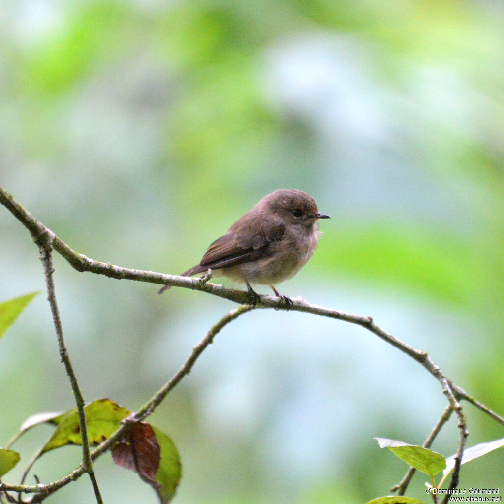 Gobemouche sombreadulte, identification