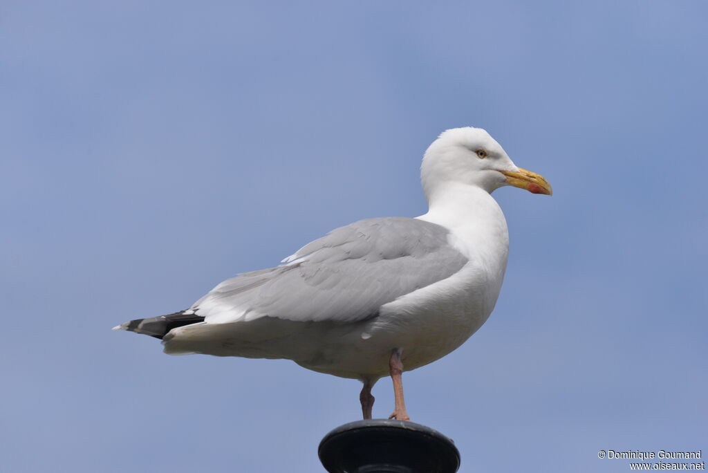 European Herring Gulladult