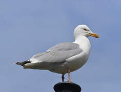 European Herring Gull