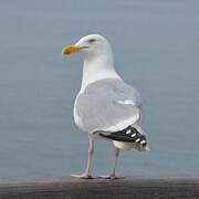 European Herring Gull