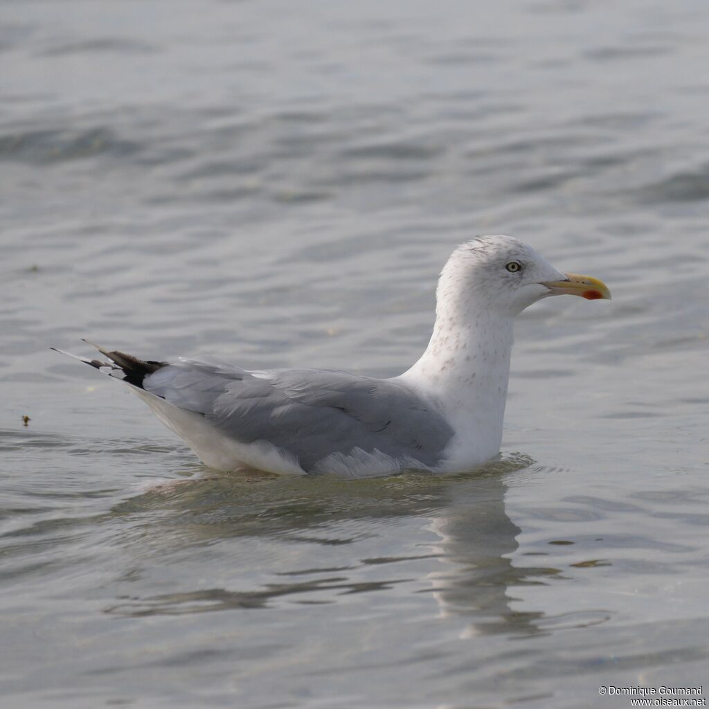 European Herring Gulladult post breeding