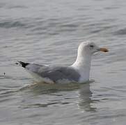 European Herring Gull