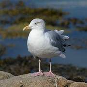 European Herring Gull