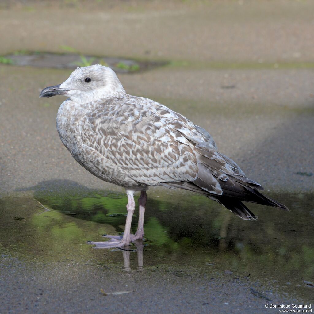 European Herring Gulljuvenile