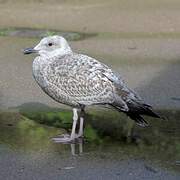 European Herring Gull