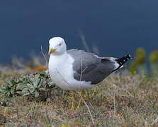 Yellow-legged Gull