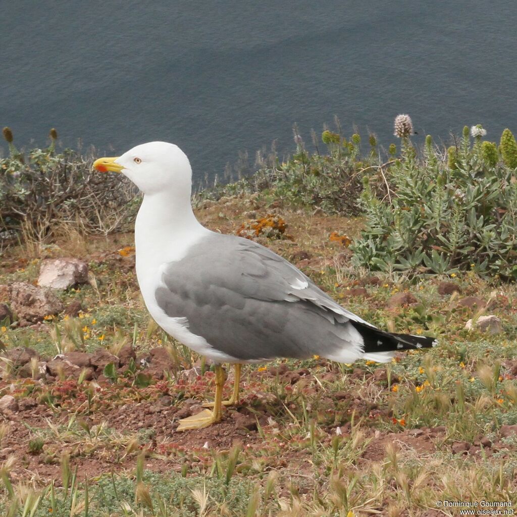 Yellow-legged Gulladult