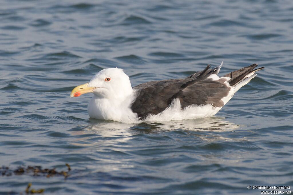 Great Black-backed Gulladult post breeding