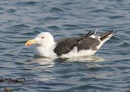 Great Black-backed Gull