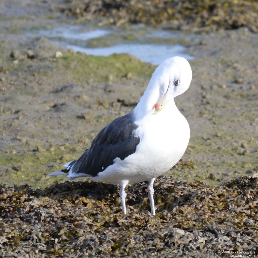 Great Black-backed Gulladult post breeding