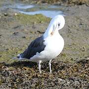 Great Black-backed Gull