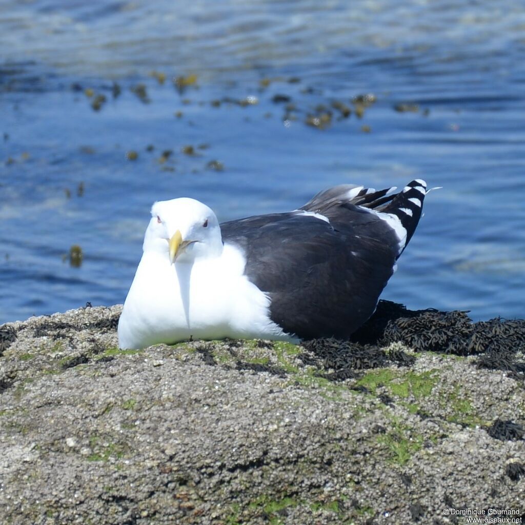 Great Black-backed Gull