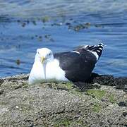 Great Black-backed Gull