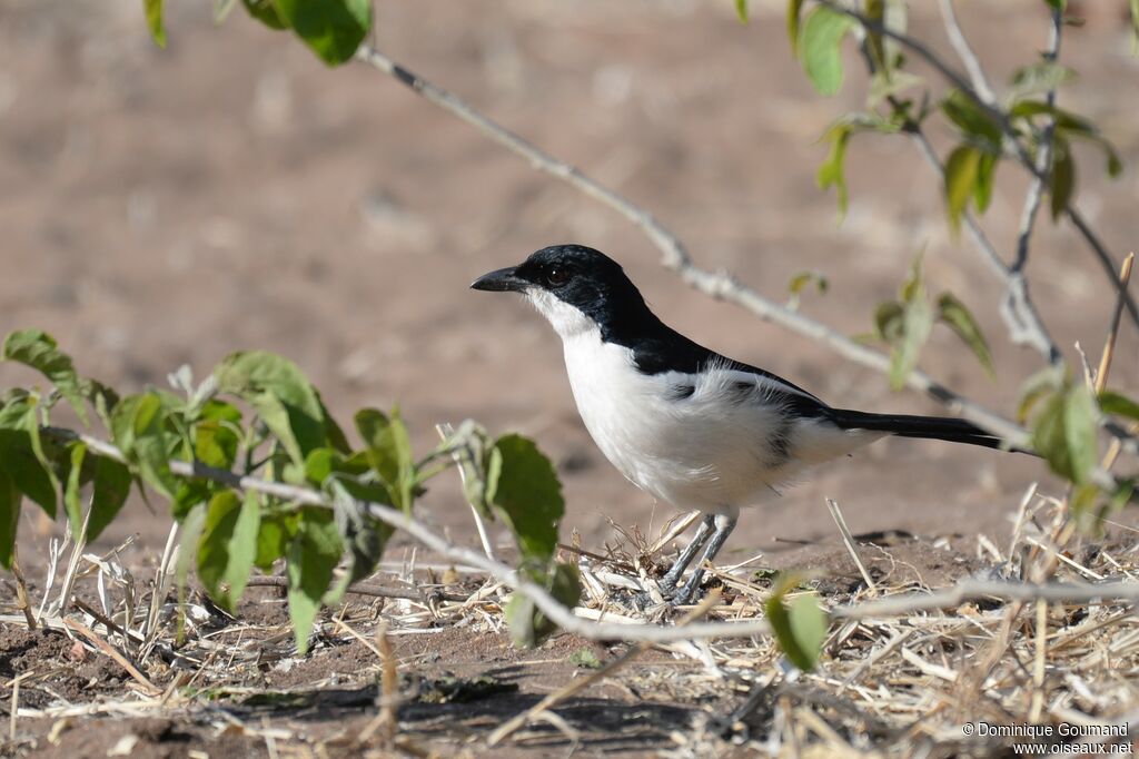 Swamp Boubou