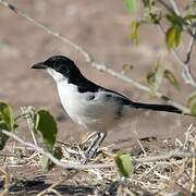 Swamp Boubou