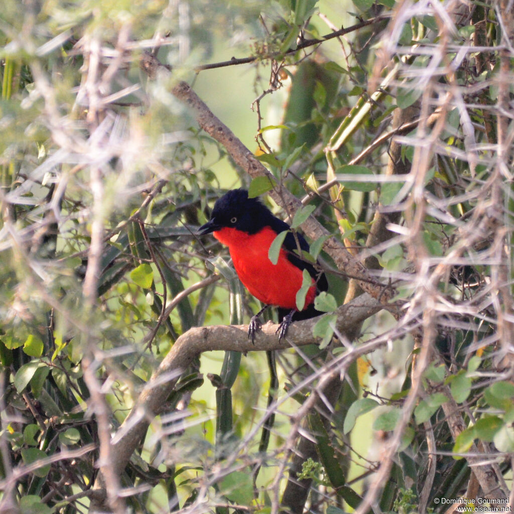 Gonolek à ventre rougeadulte, identification