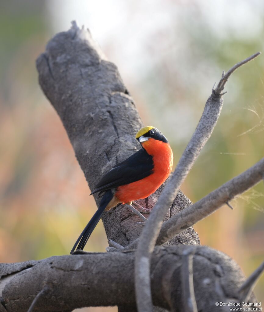 Yellow-crowned Gonolek