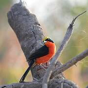 Yellow-crowned Gonolek