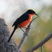 Yellow-crowned Gonolek