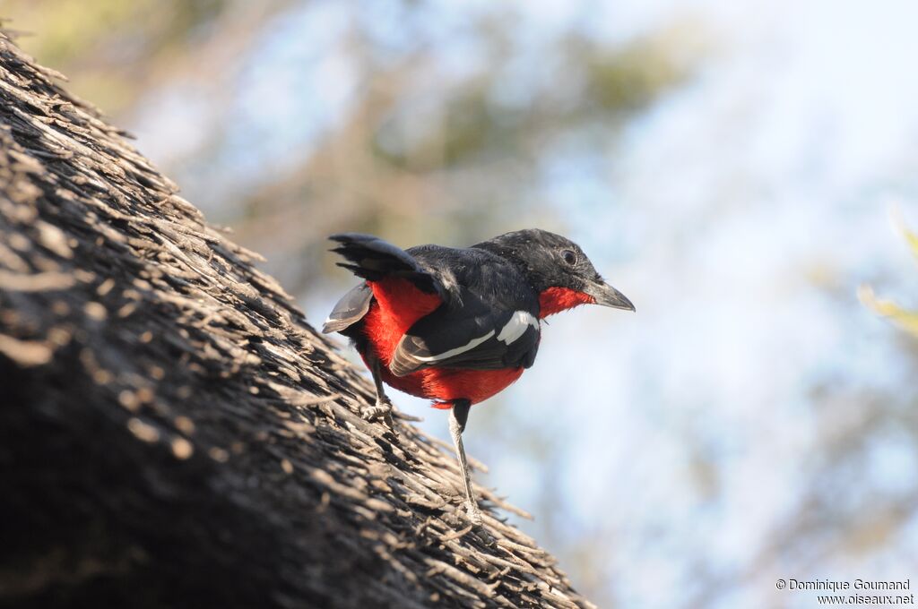 Crimson-breasted Shrike