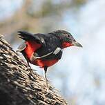 Gonolek rouge et noir