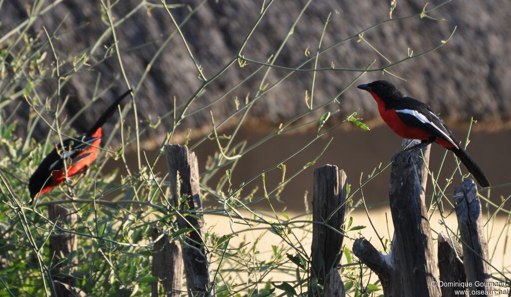 Crimson-breasted Shrike