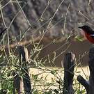 Gonolek rouge et noir
