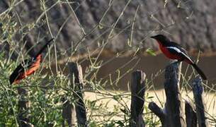 Crimson-breasted Shrike