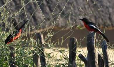 Gonolek rouge et noir